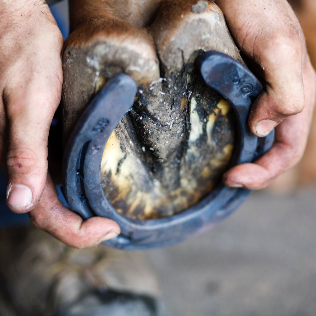 Why Do Horses Need Shoes
